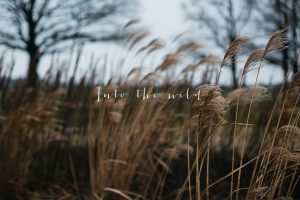 into the wild
