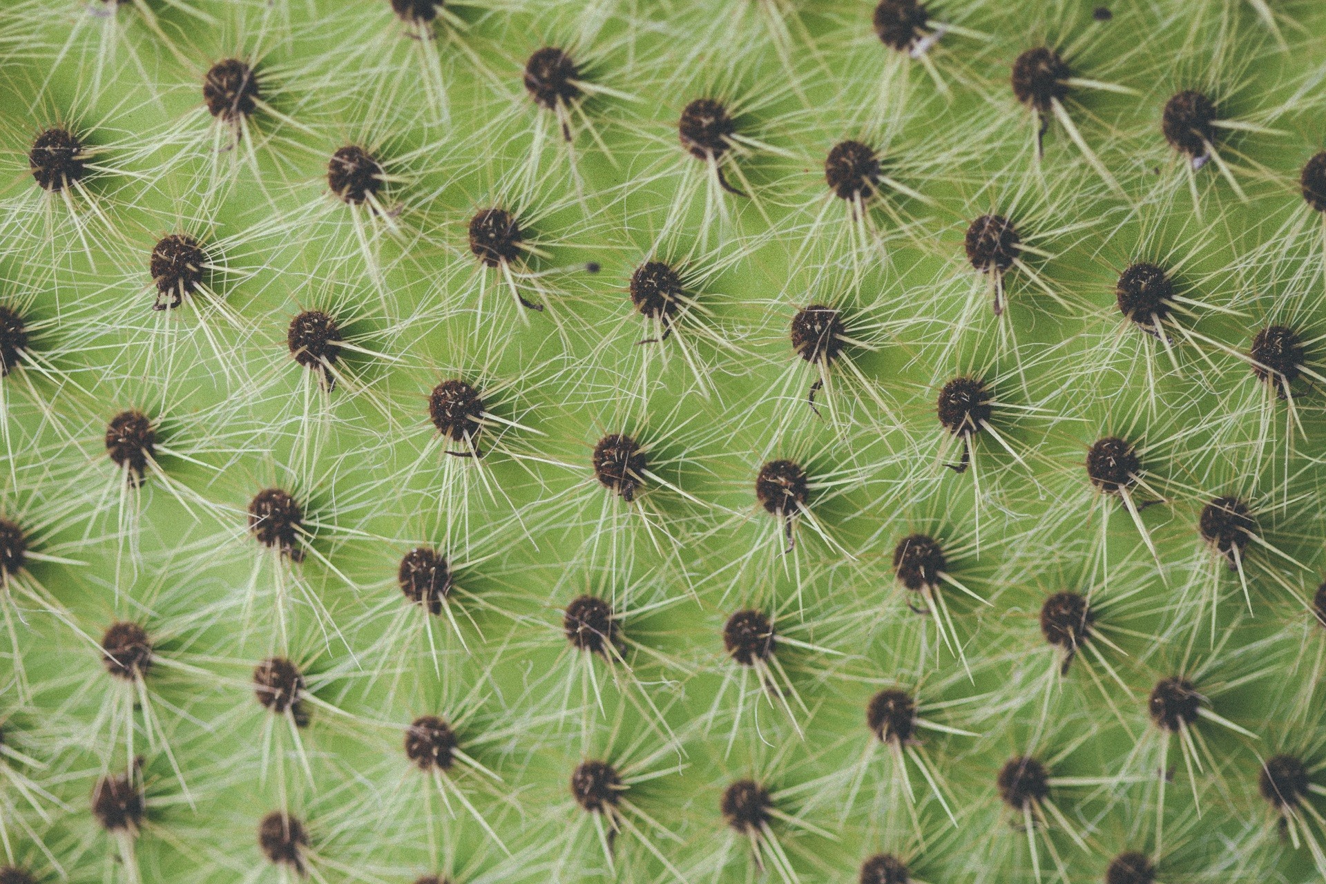 image cactus
