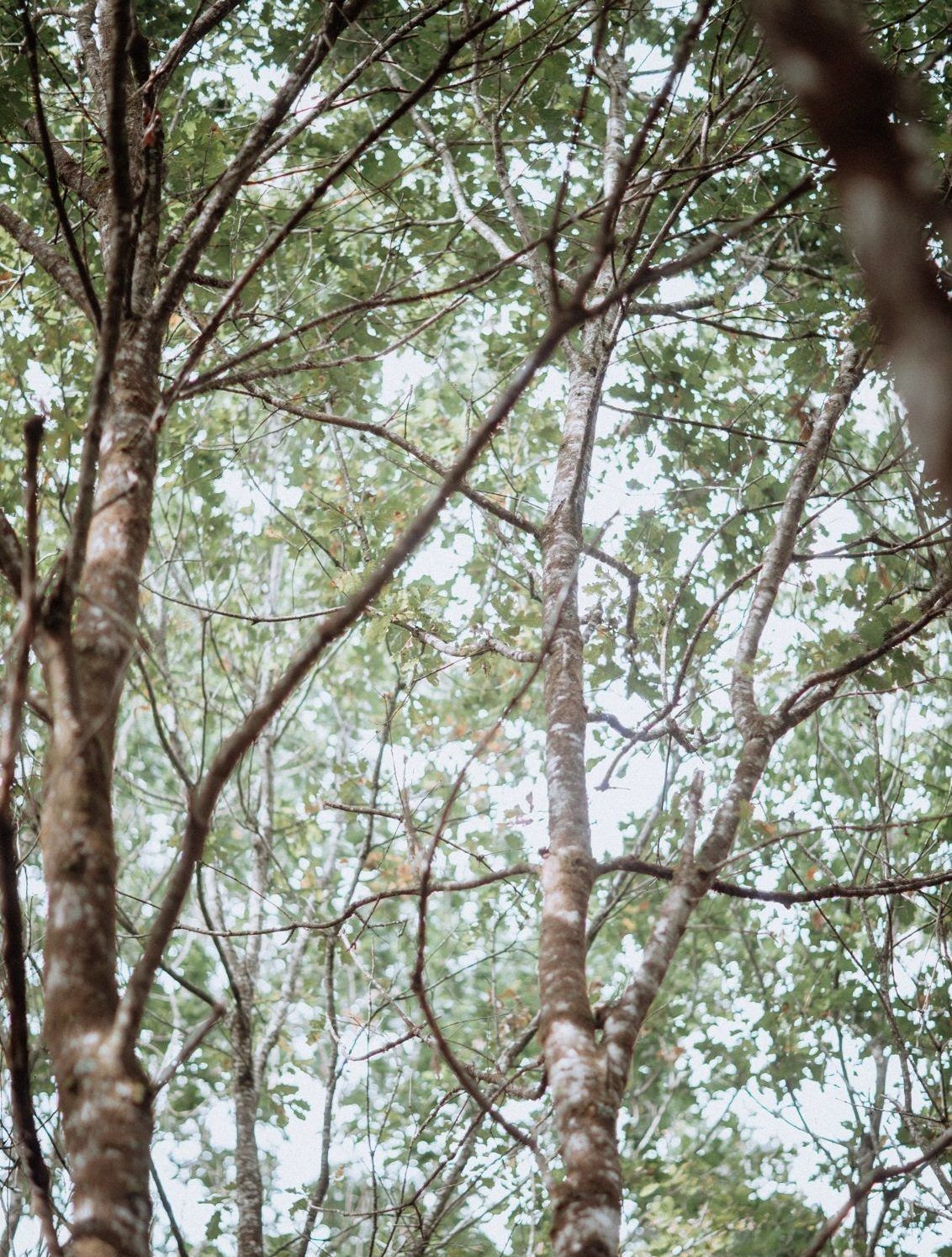 arbre de la forêt du gavre