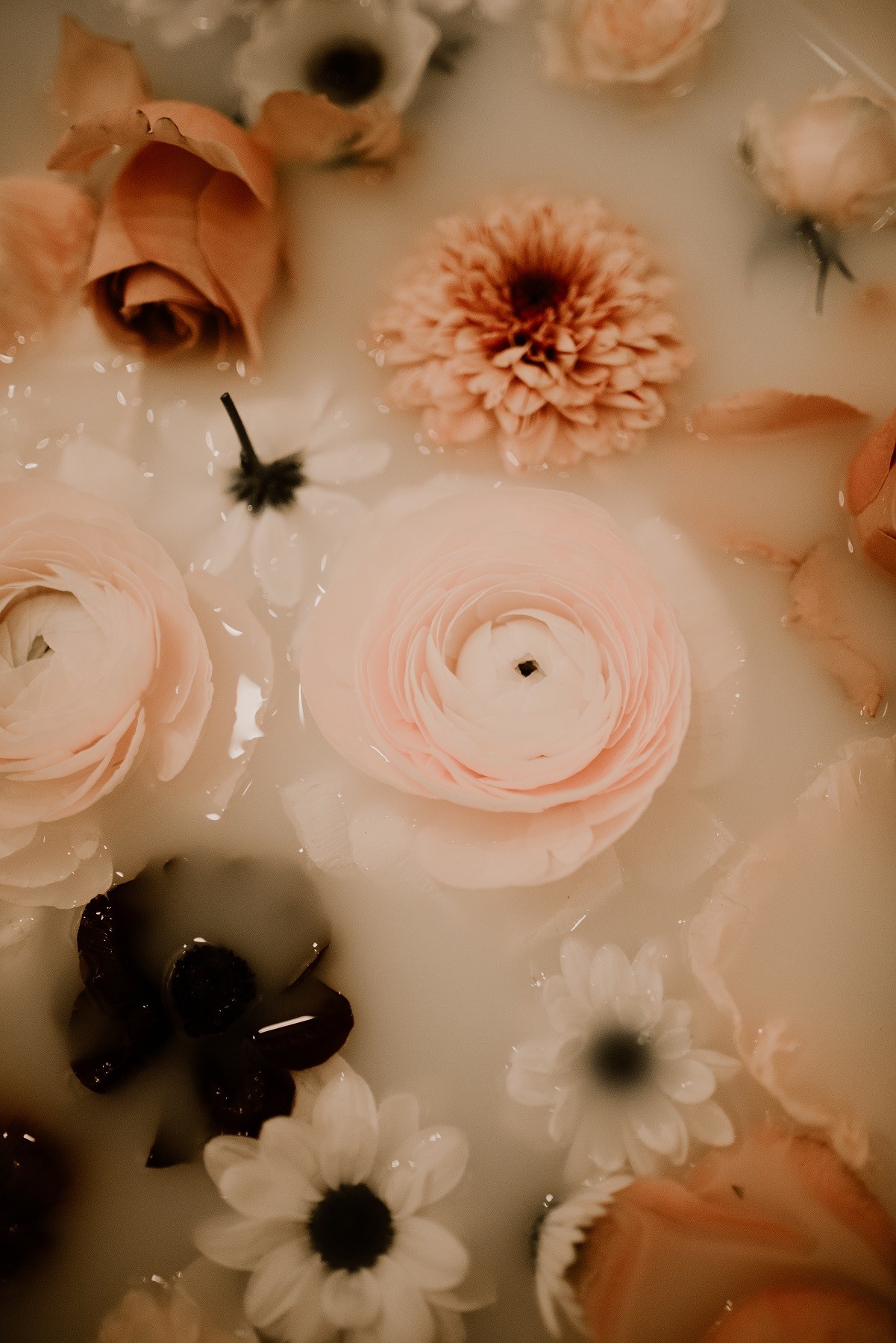 fleurs posées sur l'eau